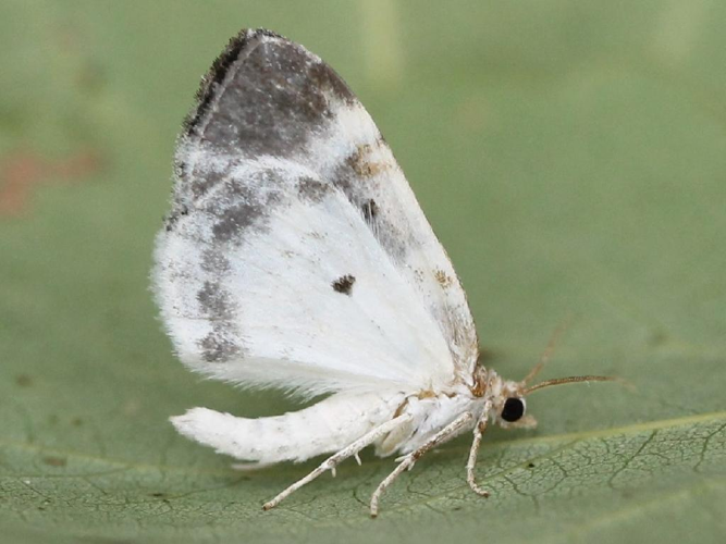 Mignonne (La) (Plemyria rubiginata) © Marie Lou Legrand