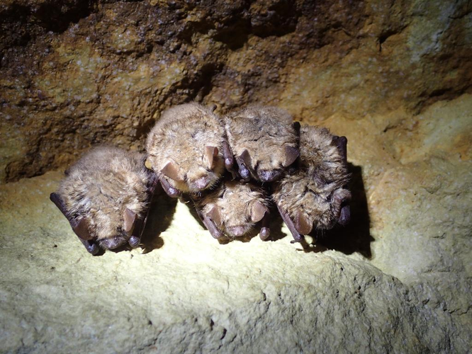 Murin à oreilles échancrées (Myotis emarginatus) © Julien Renoult