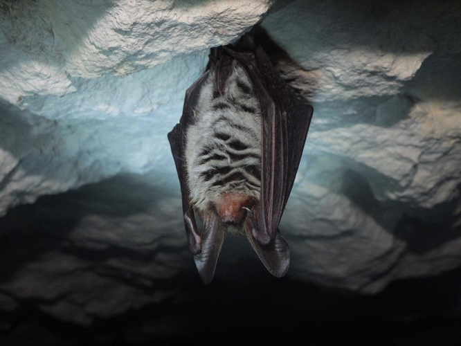 Murin de Bechstein (Myotis bechsteini) © Matthieu Gauvain