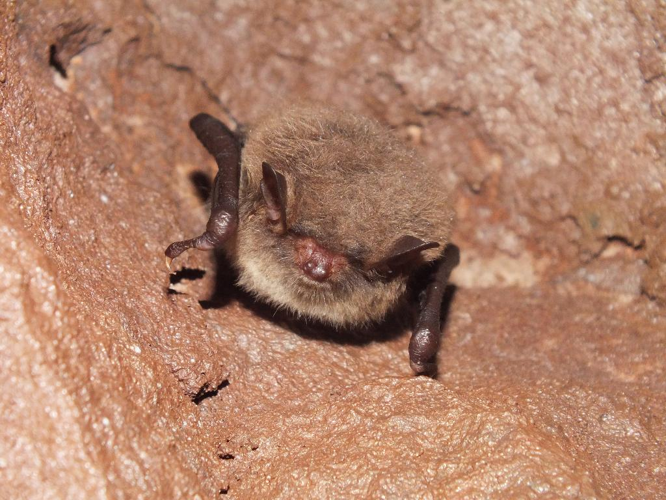 Murin de Daubenton (Myotis daubentoni) © Matthieu Gauvain