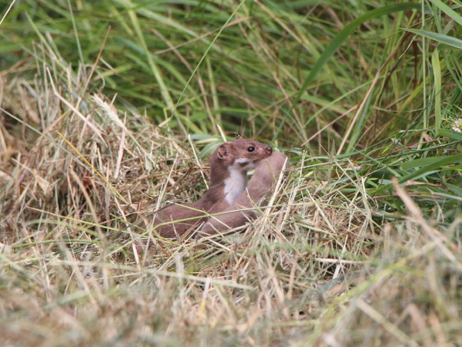 Mustela nivalis © Eliott Huguet
