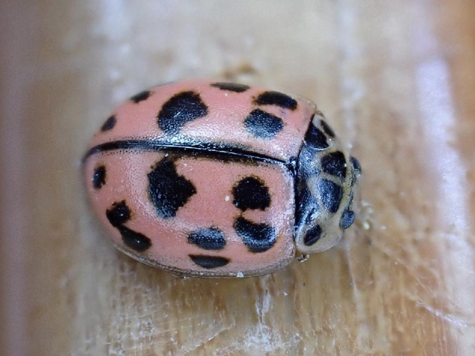 Oenopia conglobata © "simondenis142857"