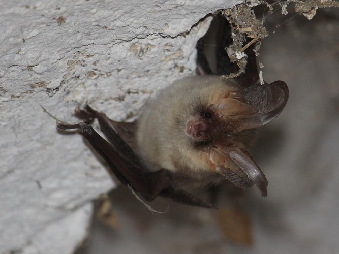 Oreillard roux (Plecotus auritus) © Bruno Durand