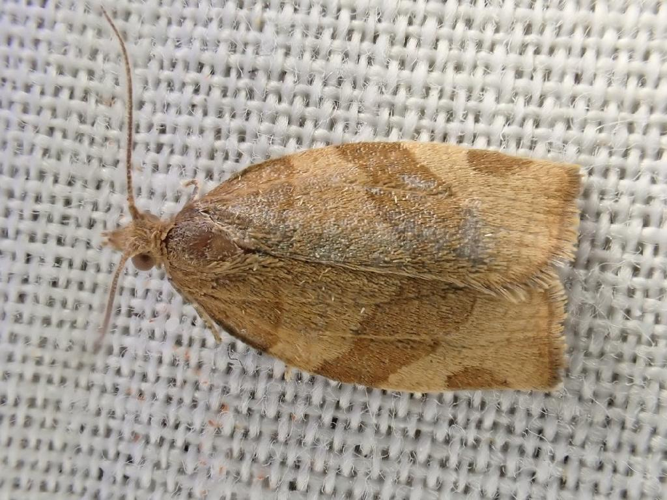 Pandemis cerasana © "simondenis142857"