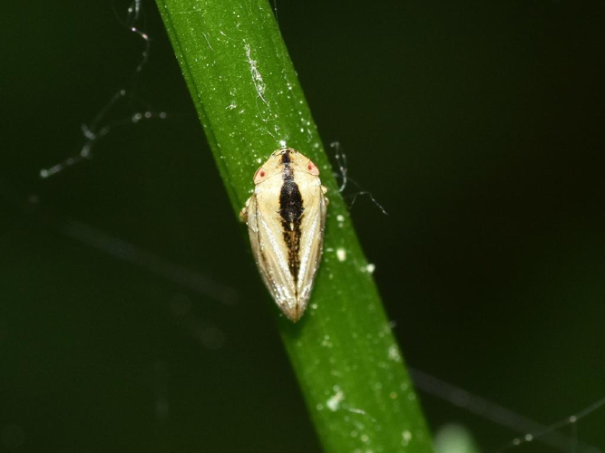 Philène spumeuse (Philaenus spumarius) © "vanilendil"