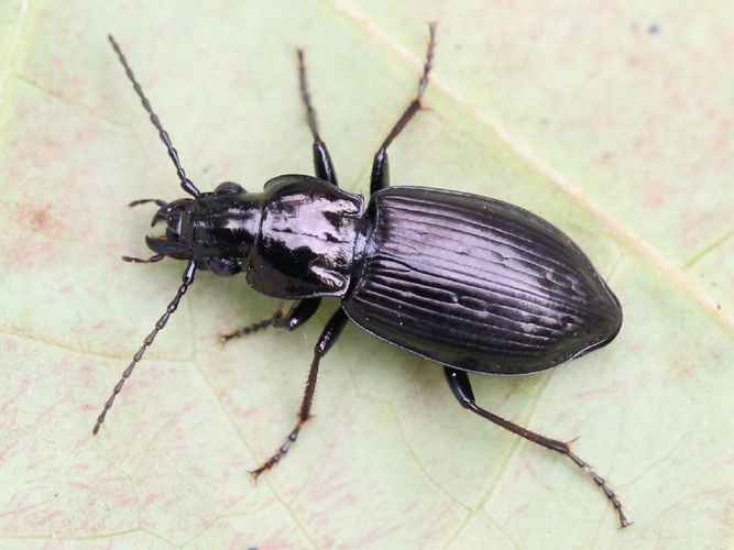 Pterostichus oblongopunctatus © Marie Lou Legrand