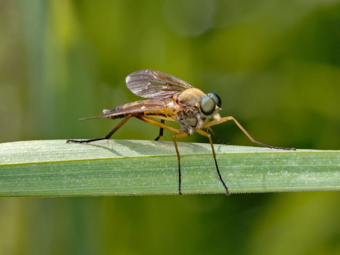 Rhagio tringarius © Misia Clive