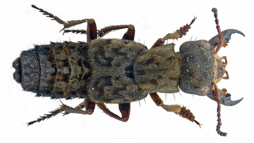 Staphylin velouté (Ontholestes tessellatus) © Bernard Levet