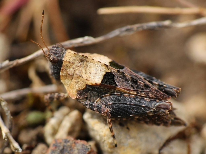 Tétrix des carrières (Tetrix tenuicornis) © Julien Piolain