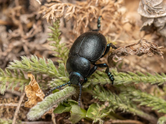 Timarcha goettingensis © Quentin Gaillard