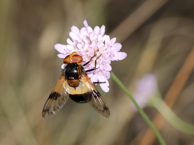 Volucelle à ventre blanc en devant (Volucella pellucens) © Bastien Louboutin