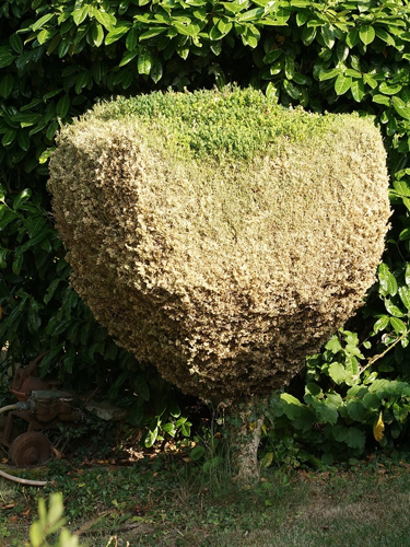 Buis infesté de chenille de Pyrale du buis (Cydalima perspectalis) © Sylvain Montagner