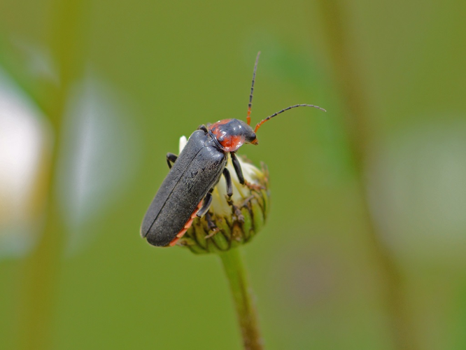 Cantharide commune (Cantharis fusca) © Benjamin Beaufils