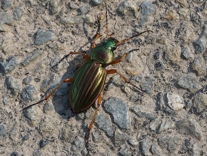 Carabe doré (Carabus auratus) © Sylvain Montagner