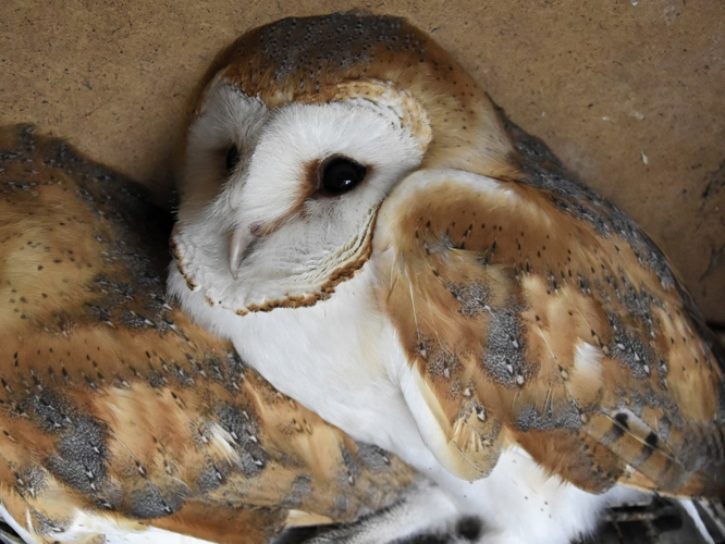 Chouette effraie (Tyto alba) © Marie-Ange Piet