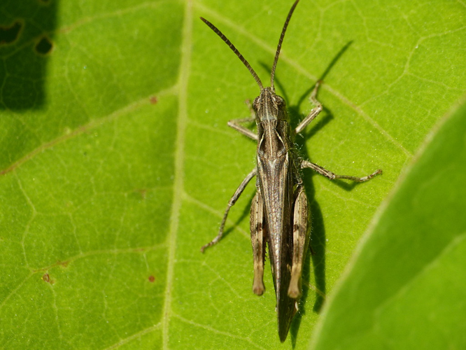 Criquet duettiste (Chorthippus brunneus brunneus) &copy; Morvan Debroize