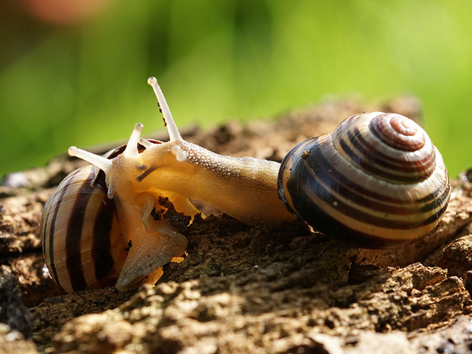 Escargots des haies (Cepaea nemoralis) © Sylvain Montagner