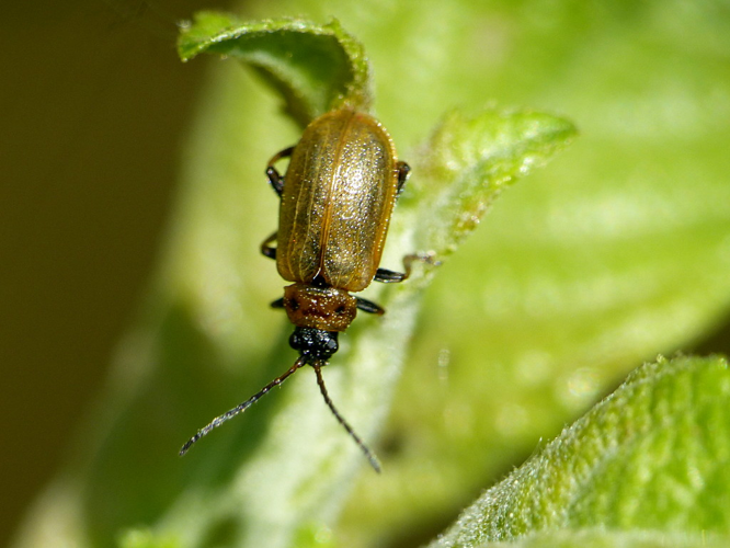Galérucelle du saule (Lochmaea capreae) © Morvan Debroize