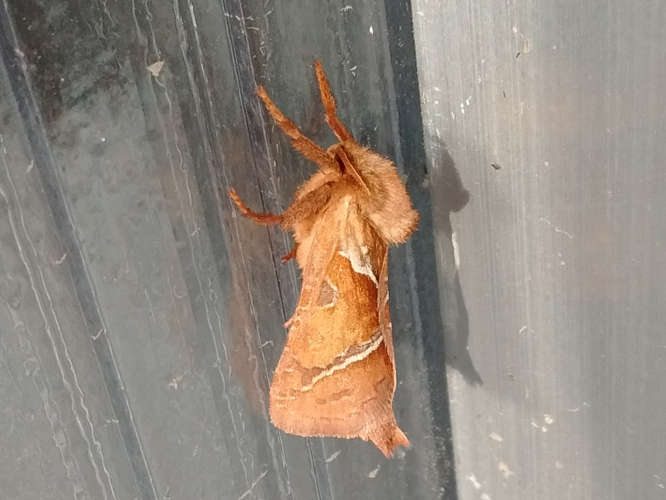 La Sylvine (Triodia sylvina) © Sylvain Montagner