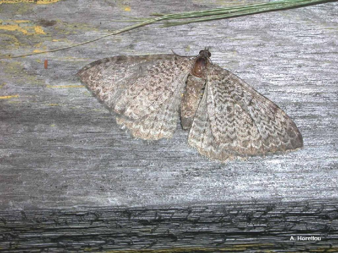 Phalène ondulée (La) (Hydria undulata) © A. Horellou