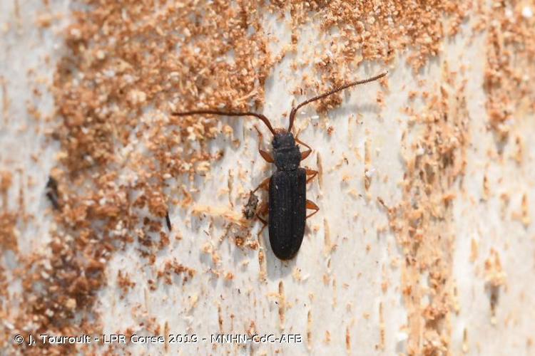 Uléiote plat (Uleiota planatus) © J. Touroult - LPR Corse 2019 - MNHN-CdC-AFB