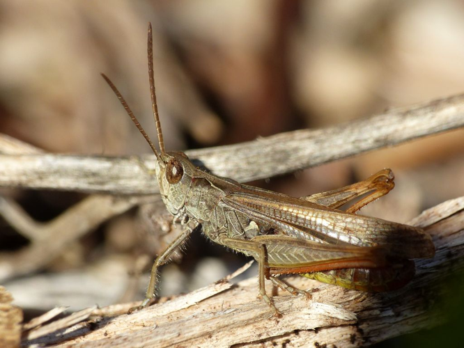 Criquet mélodieux (Chorthippus biguttulus) &copy; Morvan Debroize