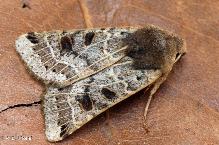 Agrochola lunosa © D. Morel