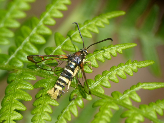 Sésie vespiforme (Synanthedon vespiformis) © Morvan Debroize