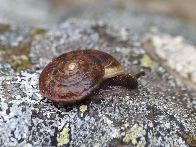 Soucoupe commune (Helicigona lapicida) © Morvan Debroize