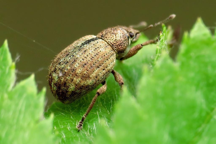 Strophosoma melanogrammum © Dorine Post