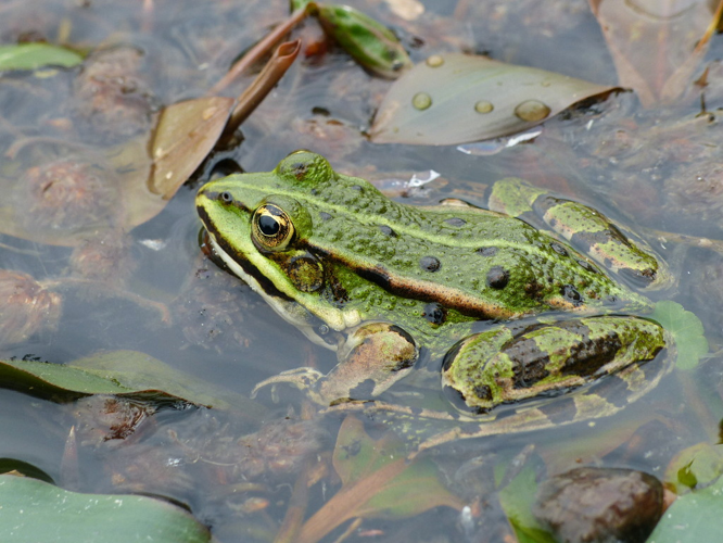 Pelophylax sp. © Morvan Debroize
