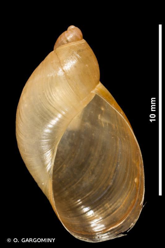 Ambrette élégante (Oxyloma elegans elegans) © O. Gargominy