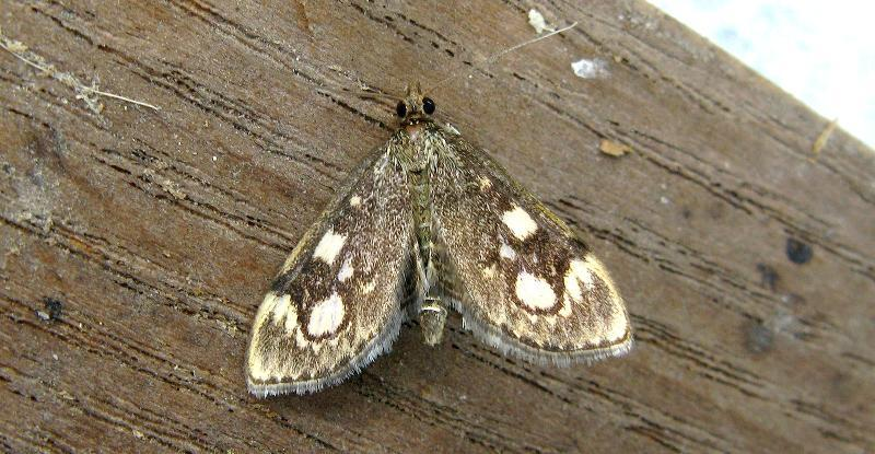 Anania coronata © F. Michalke