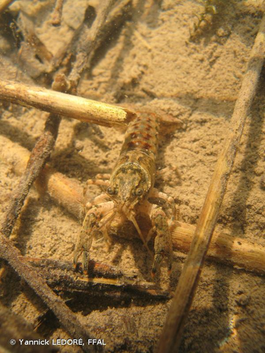 Écrevisse américaine (L') (Orconectes limosus) © Yannick LEDORÉ, FFAL