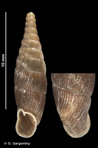 Massue atlantique (Macrogastra rolphii digonostoma) © O. Gargominy
