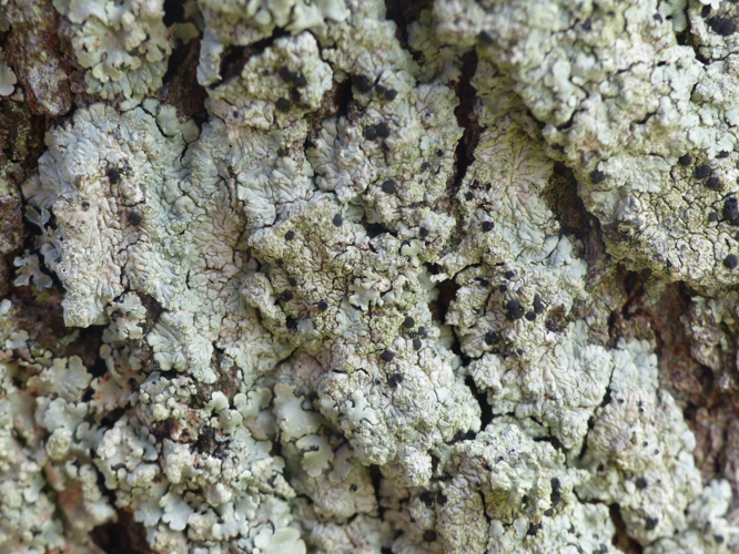 Diploicia canescens © Morvan Debroize