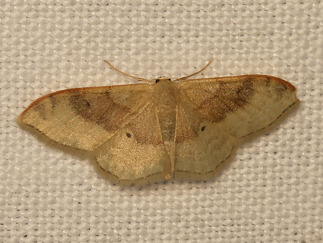 Acidalie dégénérée (Idaea degeneraria) © Sylvain Montagner