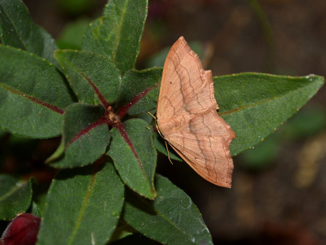 Acidalie fausse-Timandre (Scopula imitaria) © Christina Bot