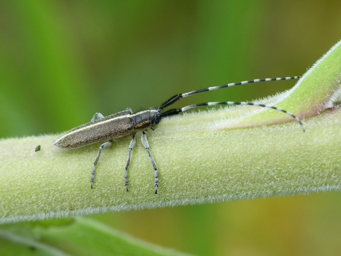 Agapanthe du chardon (Agapanthia cardui) © Morvan Debroize
