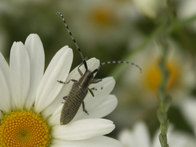Agapanthia villosoviridescens © Sylvain Montagner