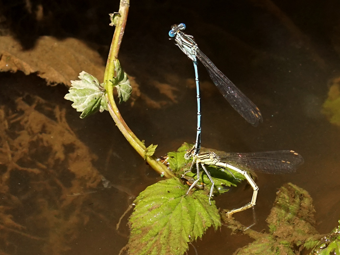 Agrion à larges pattes (Platycnemis pennipes), ponte en tandem © Sylvain Montagner