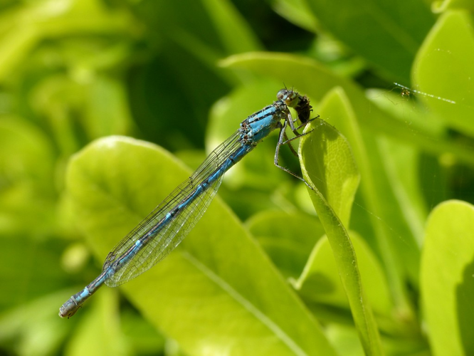 Agrion porte-coupe (Enallagma cyathigerum), femelle © Morvan Debroize
