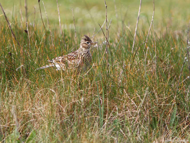 Alouette des champs (Alauda arvensis) © Michel Jardin