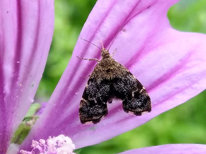 Anthophila fabriciana © Sylvain Montagner