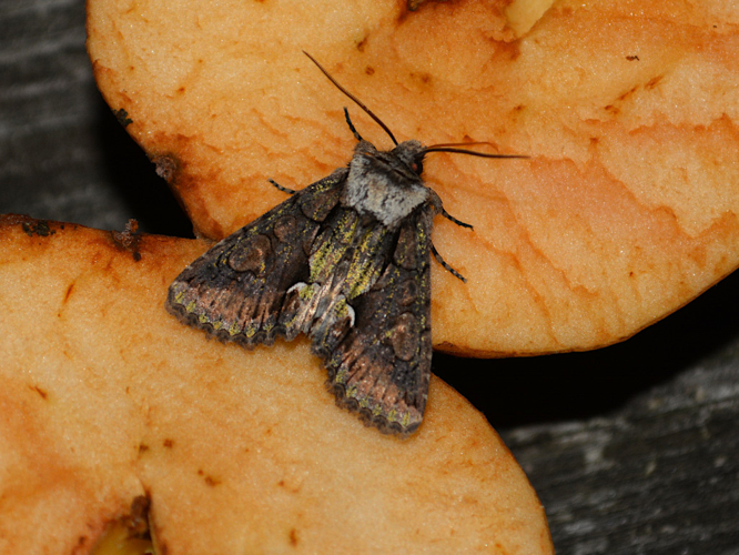 Aubépinière (Allophyes oxyacanthae) © Christina Bot