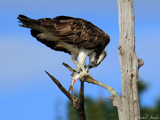 Balbuzard pêcheur (Pandion haliaetus) © Michel Jardin