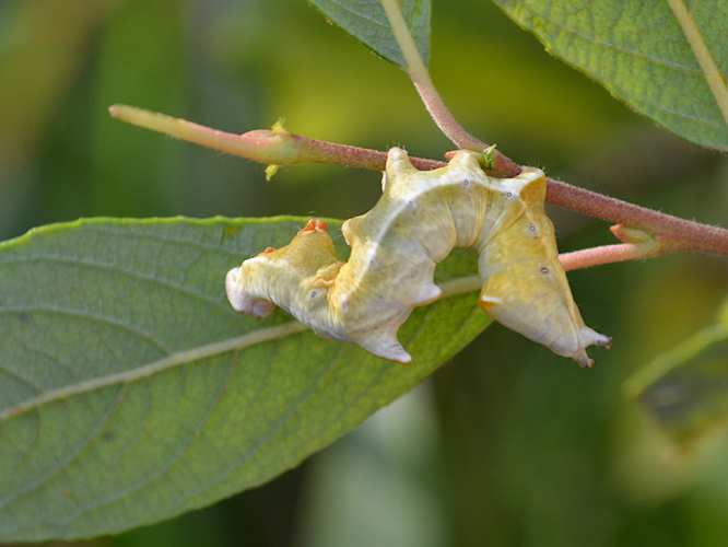 Bois-Veiné (Notodonta ziczac), chenille © Christina Bot