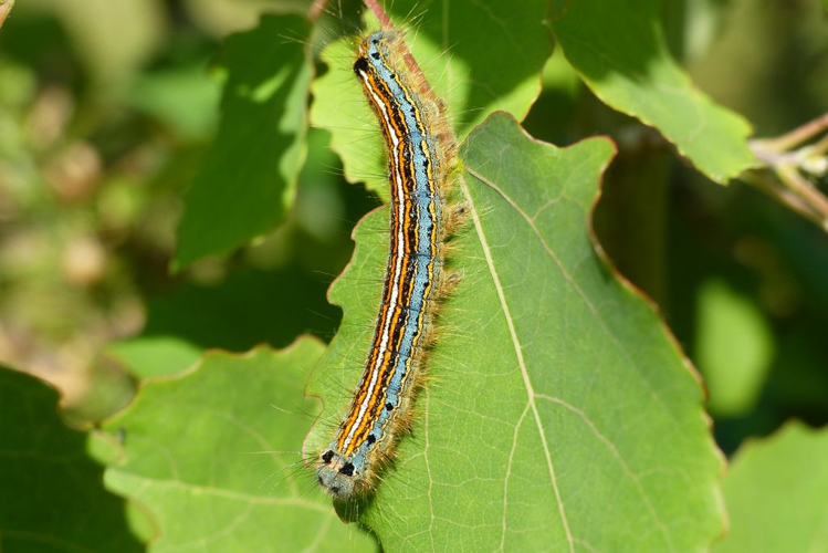 Bombyx à livrée (Malacosoma neustria), chenille © Morvan Debroize