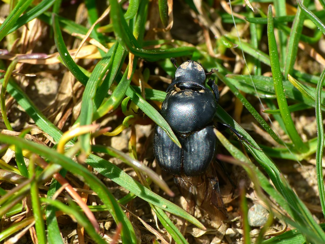 Bousier à cornes retroussées (Onthophagus taurus) © Morvan Debroize