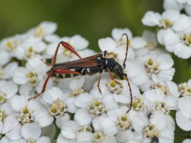 Calleux cycliste (Stenopterus rufus) © Morvan Debroize
